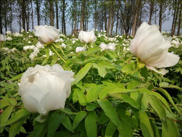 油用牡丹高产栽培与化学除草新技术