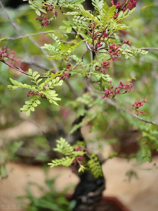 8种“富贵树”，小苗白菜价，老桩值千金