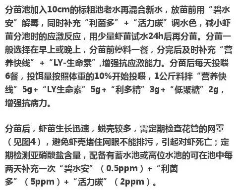 养殖南美白对虾，这几个关键点你知道吗？