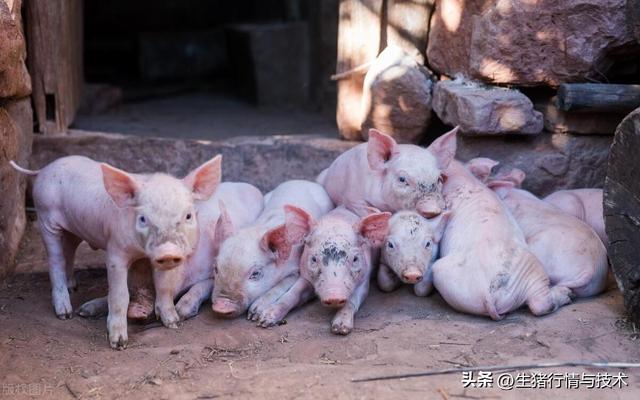 仔猪的饲养管理与常见病防治