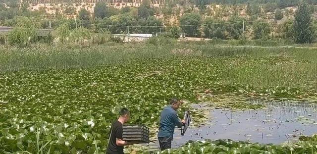 首次！南美白对虾投放水稻基地，鱼虾蟹“游”出生态循环共富路！