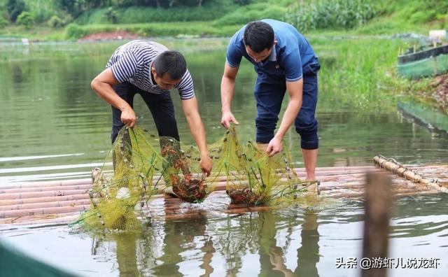 五年前回乡养小龙虾的人，现在后悔了吗？