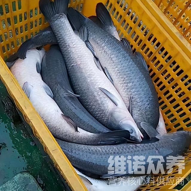 喂青鱼用什么饲料好，青鱼配合饲料配方大全