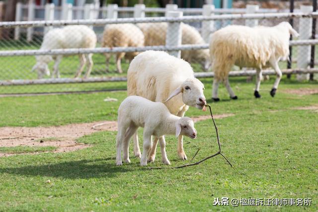 律师答疑：建养殖场需要备案吗，没有备案算不算“违建”？