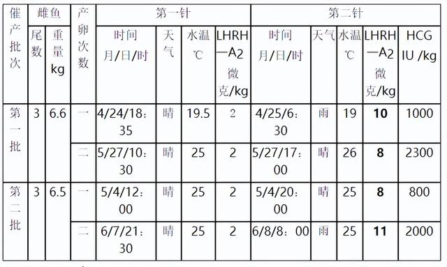 鳜鱼亲鱼的小网箱培育及两次催产试验