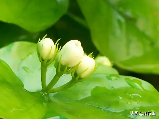 好一朵美丽的茉莉花！3条思路，3个方法，拍摄出茉莉花的恬淡优雅