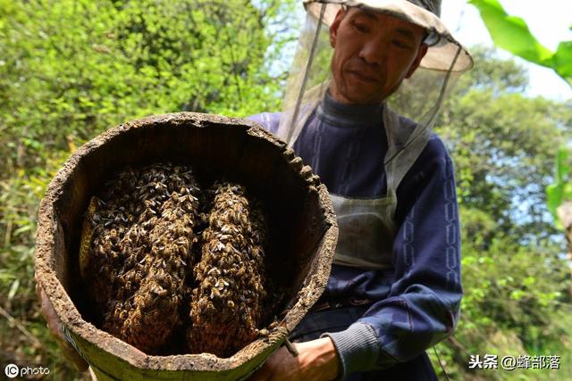 圆桶养蜂，为什么要割子脾？割子脾有什么好处？老蜂农：一举两得