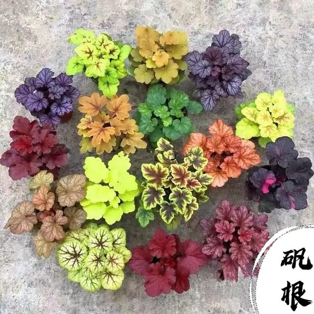 29种耐阴好养“旺人又旺财”绿植花卉，养上几盆幸福安康吉祥顺遂