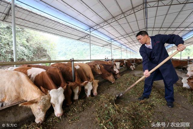 重庆的农妇养殖肉牛，总结出一套生意经！每年纯收入到达20万元！