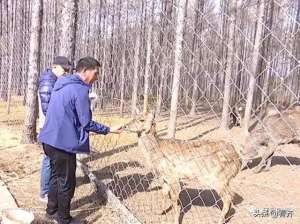 黑龙江梅花鹿的养殖(齐齐哈尔市拜泉县：梅花鹿特色养殖，脱贫致富谋出生财“鹿”)