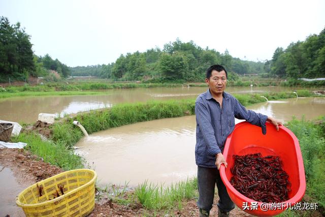 五年前回乡养小龙虾的人，现在后悔了吗？