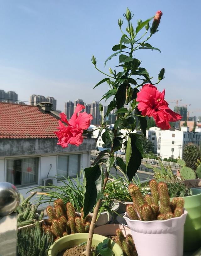 扶桑花怎么养？做好4点，四季吐艳，花开不断