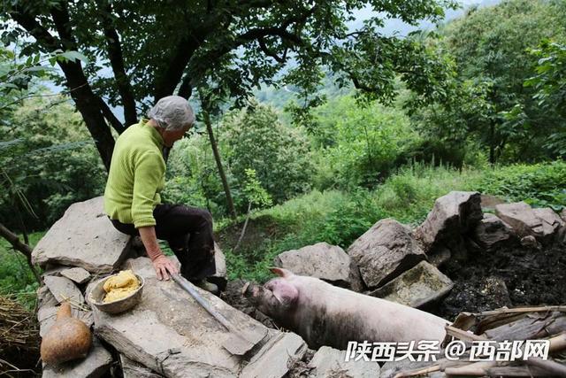 旬阳76岁奶奶独居深山 种十亩地养一头猪过平静生活