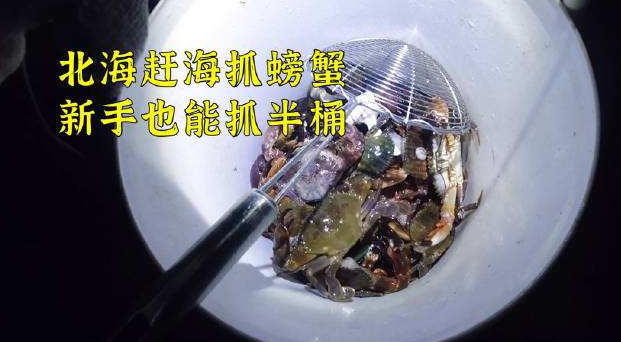 渔民赶海动不动就抓到半桶青蟹，是事先放好的吗