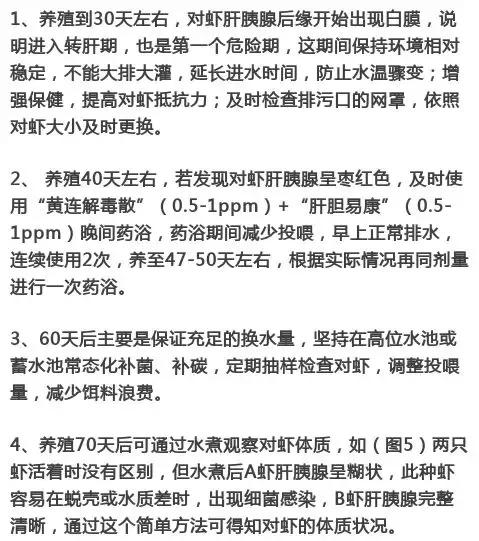 养殖南美白对虾，这几个关键点你知道吗？