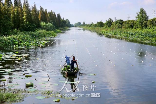 江苏泗洪：废弃水道变身珍珠养殖基地