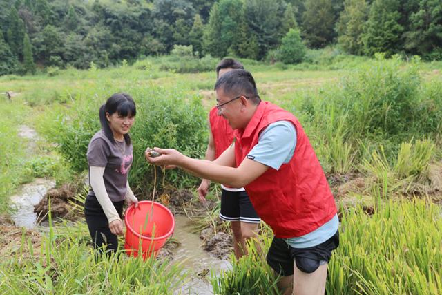 江西广昌：稻田养鱼实现双丰收