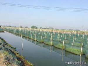 鳝鱼养殖基地(安徽怀宁保湖村：“养鳝第一村”的致富路)