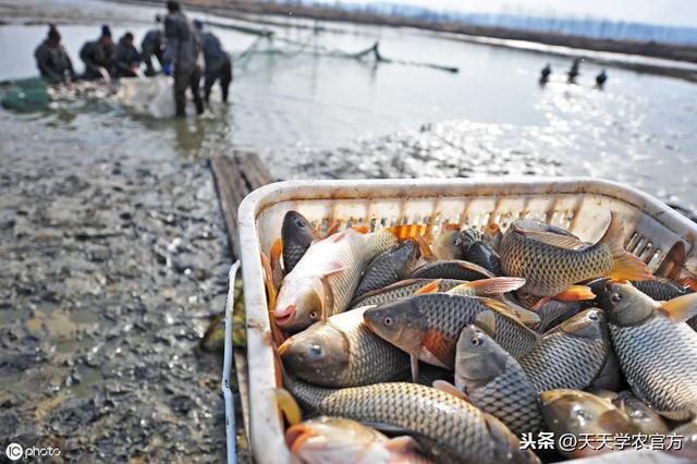 农业农村部：严查违法用药！水产养殖别再用这些药剂了