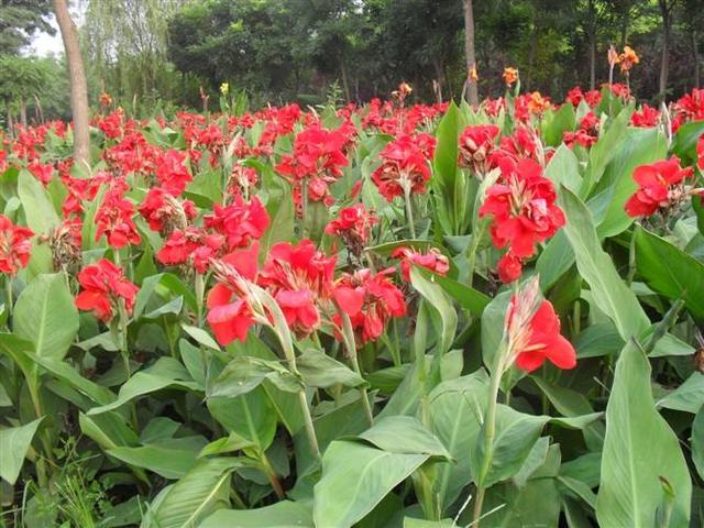 1种花，名曰“美人蕉”，花朵鲜艳大方，优雅高贵，来看怎么养