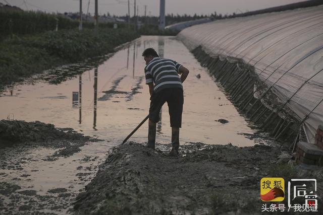 「我见证」寿光受灾区现场：数千头猪被埋，大棚倒塌，灾民基本回家