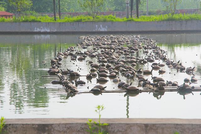 养殖水面减少 产量产值反增 荆门渔业何以逆势上扬破百亿