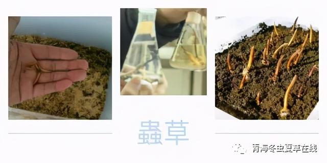 人工种植冬虫能不能完全替代野生冬虫夏草？