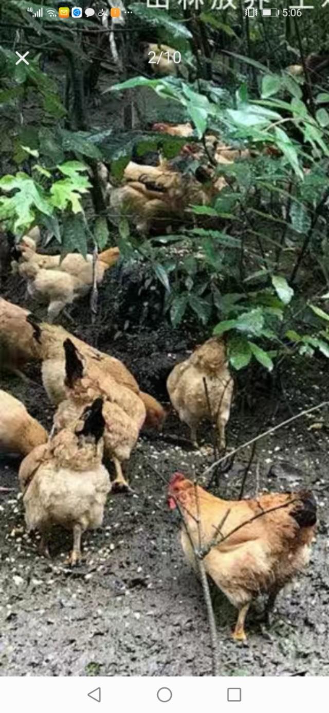 散养土鸡，虫子饲料优势凸显，向您介绍虫子的培育技巧