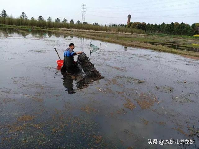 五年前回乡养小龙虾的人，现在后悔了吗？