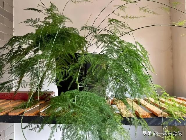 适合居家种植的5种竹子，每一种都是颜值担当，是阳台盆栽佳品