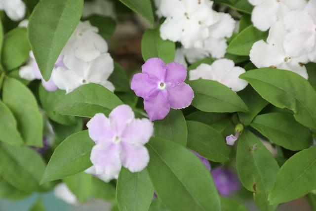 茉莉花的养殖方法和技巧有哪些？