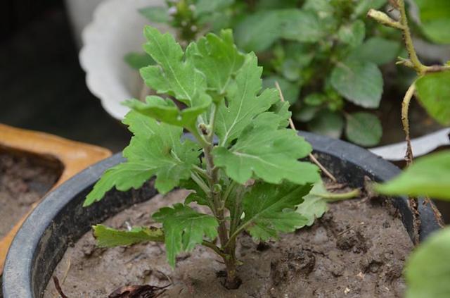 待到秋来九月八，菊花开后百花杀，4个小技巧，又矮又壮满枝花