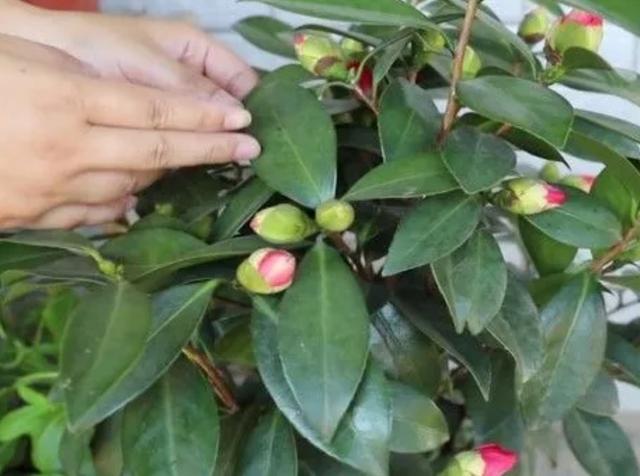 茶花不好养？掌握5个“技巧”，就能养得花繁叶茂