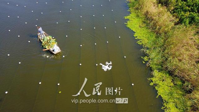 江苏泗洪：废弃水道变身珍珠养殖基地