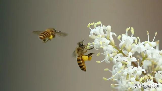 现在大量用的现代化蜂箱，蜜蜂真的喜欢吗？3个事实：蜜蜂很委屈