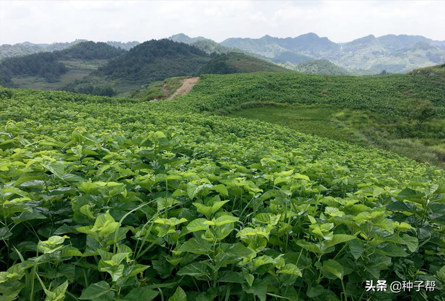 荒山上放养种什么牧草？蛋白桑耐贫瘠，种植能活20~30年，效益好