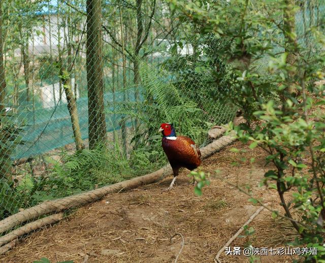 野鸡养殖通风标准