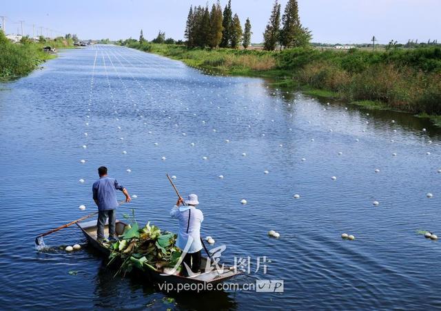 江苏泗洪：废弃水道变身珍珠养殖基地