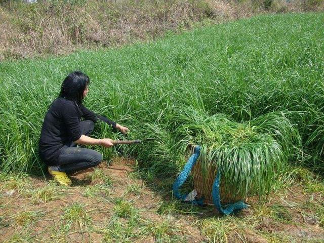 农村养鹅前景好，掌握了养种鹅产蛋技术，年收入过千万不再是梦