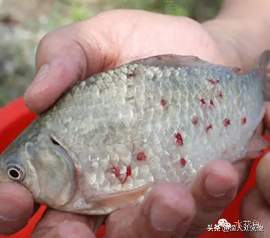 鱼身鳞片上有血点或血斑？鱼类寄生虫---锚头鳋杀灭治疗难度浅谈