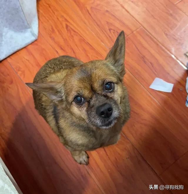 贵阳市南明区5000寻找中华田园犬