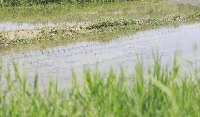 首次！南美白对虾投放水稻基地，鱼虾蟹“游”出生态循环共富路！