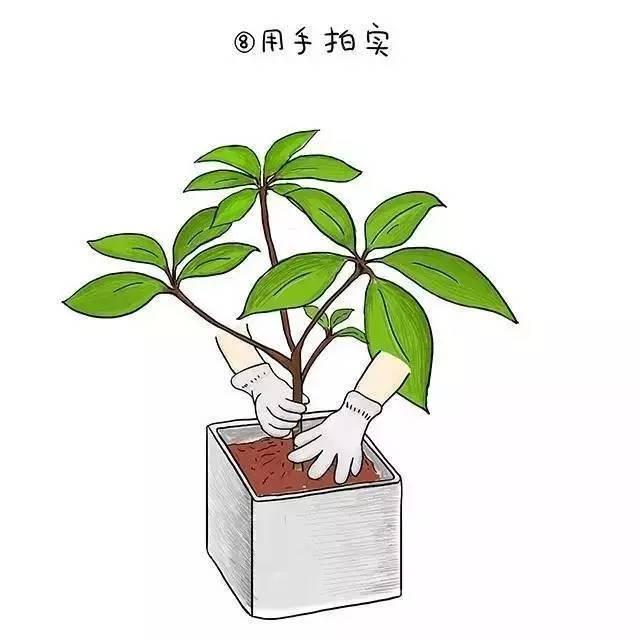 植物界新型网红——日本大叶伞