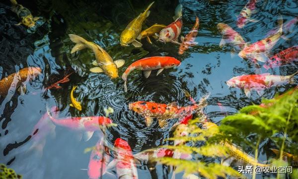 锦鲤鱼身形优美、颜色鲜艳，锦鲤鱼养殖的六大注意事项