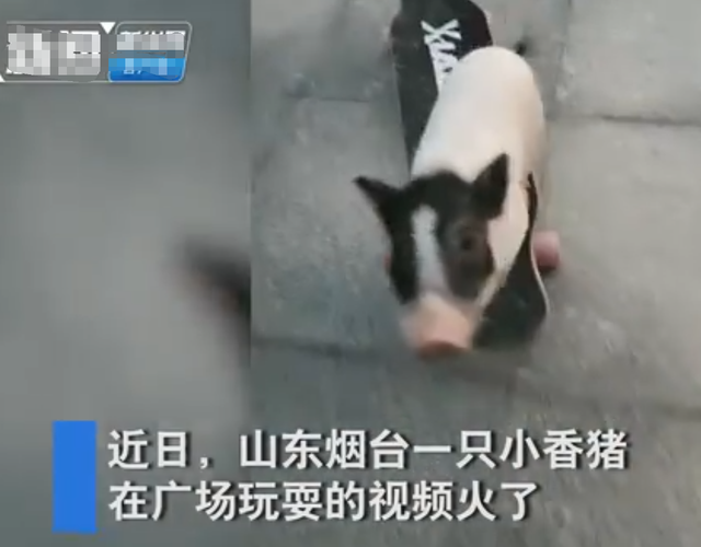 饲养小香猪一定要把好的“四道关口”，看看你都做到了吗？