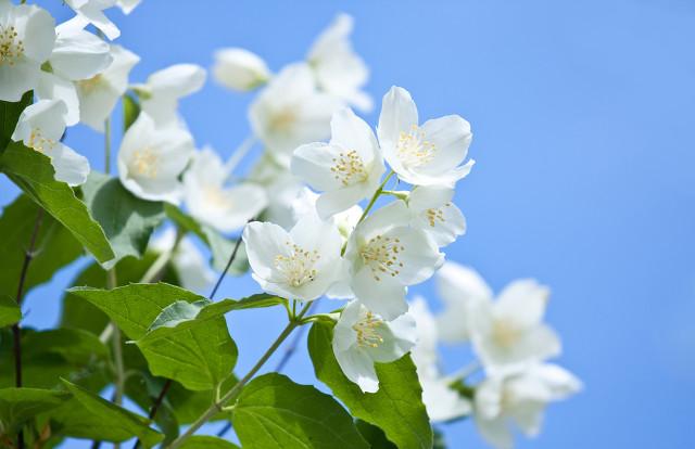 茉莉花的养殖方法和技巧有哪些？