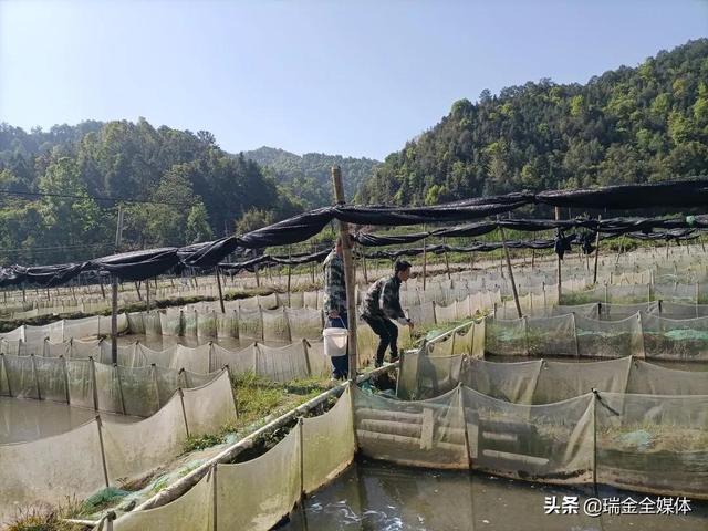 瑞金武阳对非法牛蛙养殖基地，集中捕杀牛蛙幼苗30万只