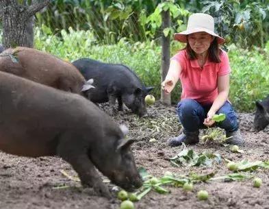 国家喊你养猪了！要不要来点不一样的养法？三类生态养猪法，温馨送上