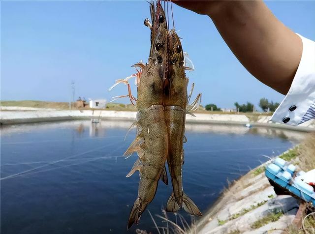 “养虾难，虾难养”？未必！智能化方案正达对虾养殖基地