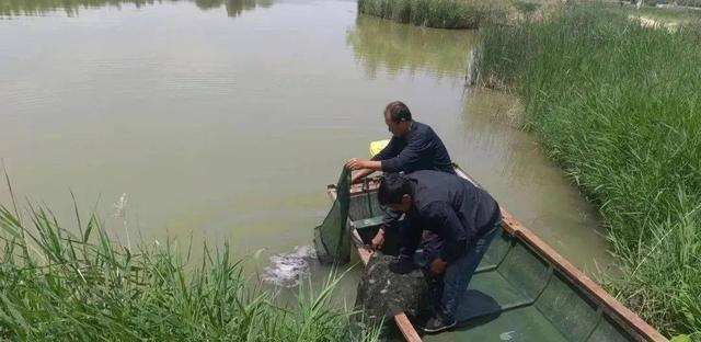 首次！南美白对虾投放水稻基地，鱼虾蟹“游”出生态循环共富路！